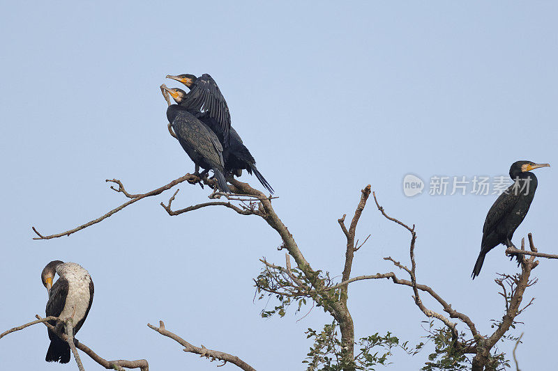 鸬鹚鸟:一群成年大鸬鹚(Phalacrocorax carbo)，又名黑毛、大黑鸬鹚、黑鸬鹚或大鸬鹚。